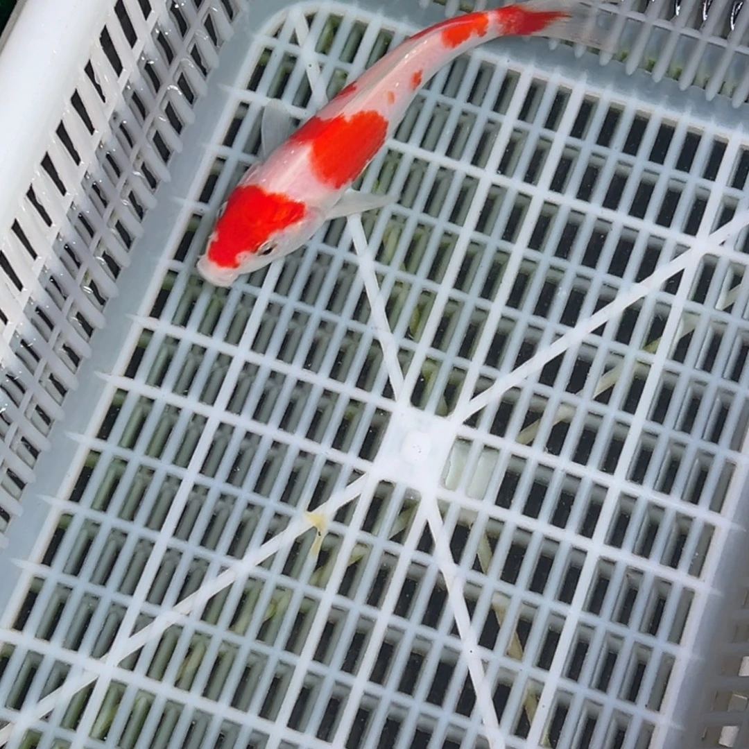 海***ʸ海水鱼锦鲤观赏鱼11111