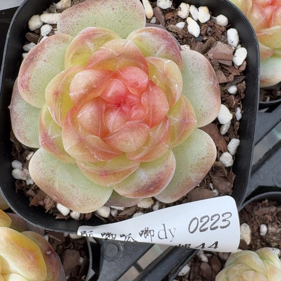 0223-044-甜茶单头