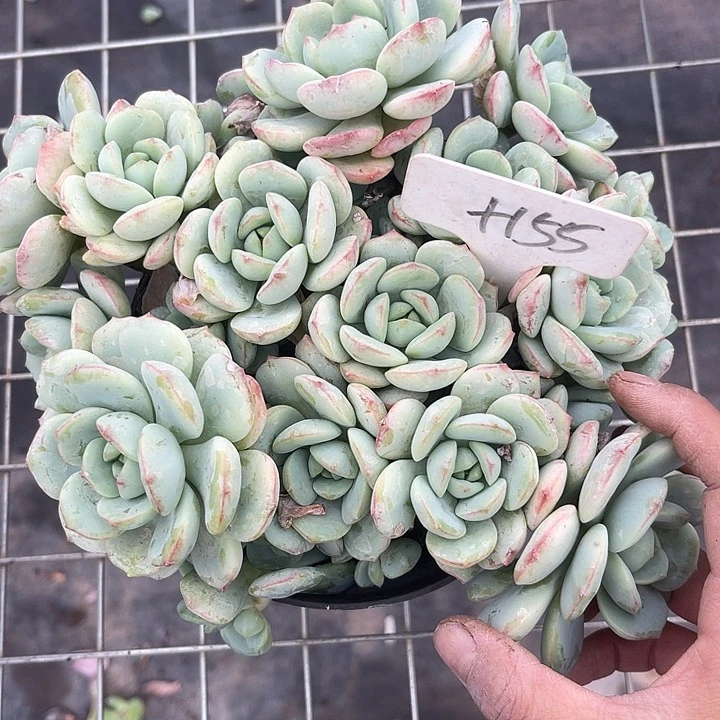 晨语多肉，一物一拍155香草
