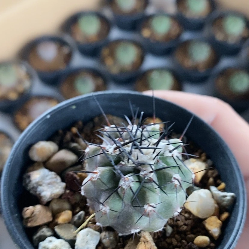 【闪购商品】自根黑王