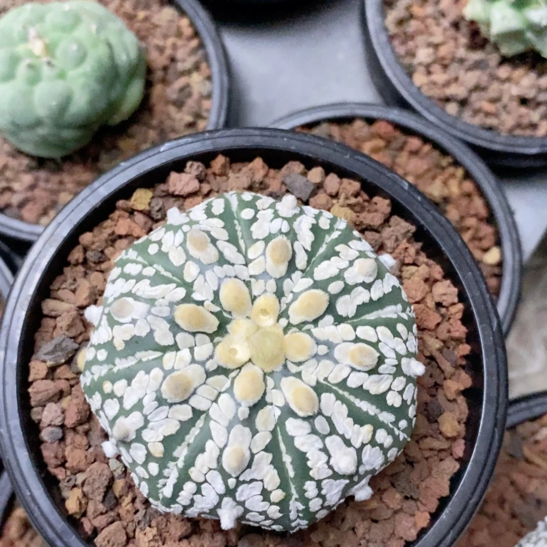 执***束仙人球的世界里有