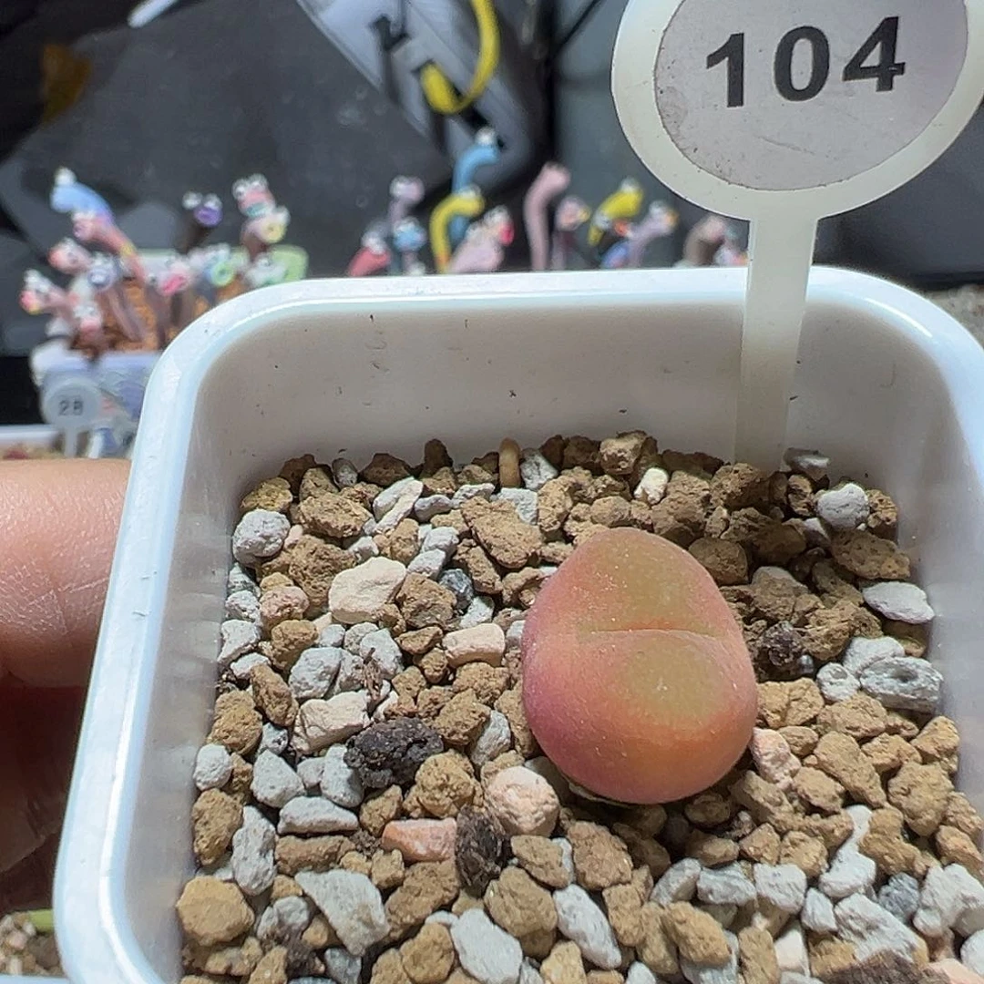 0泡一颗尺寸1.5104号
