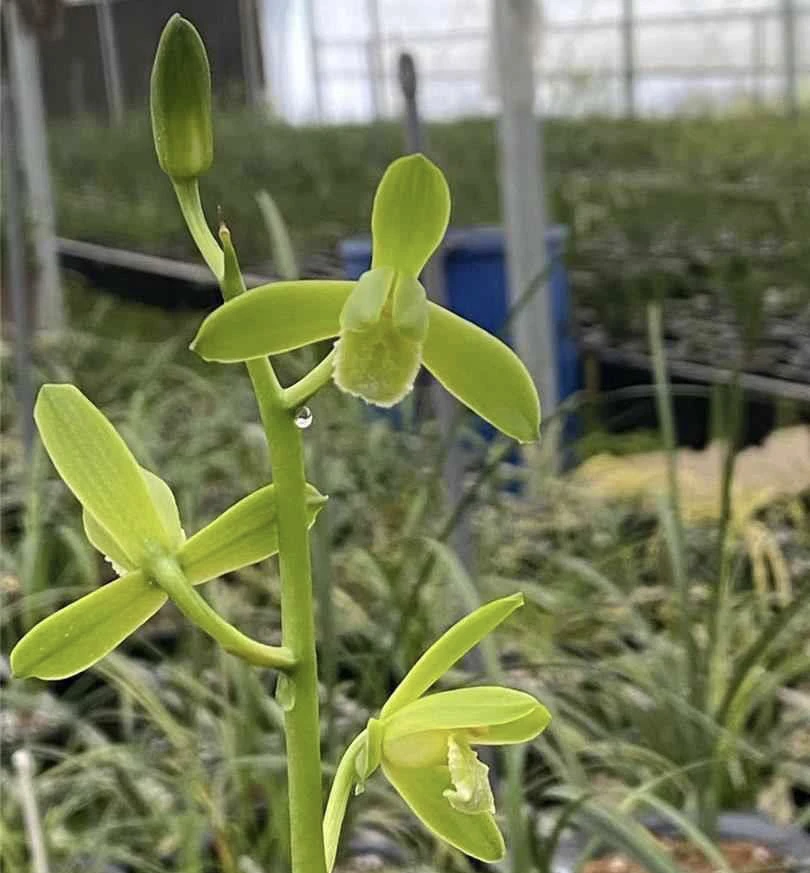 清风明月-蕙兰组培苗-硬化一年-连体1苗-人工养殖