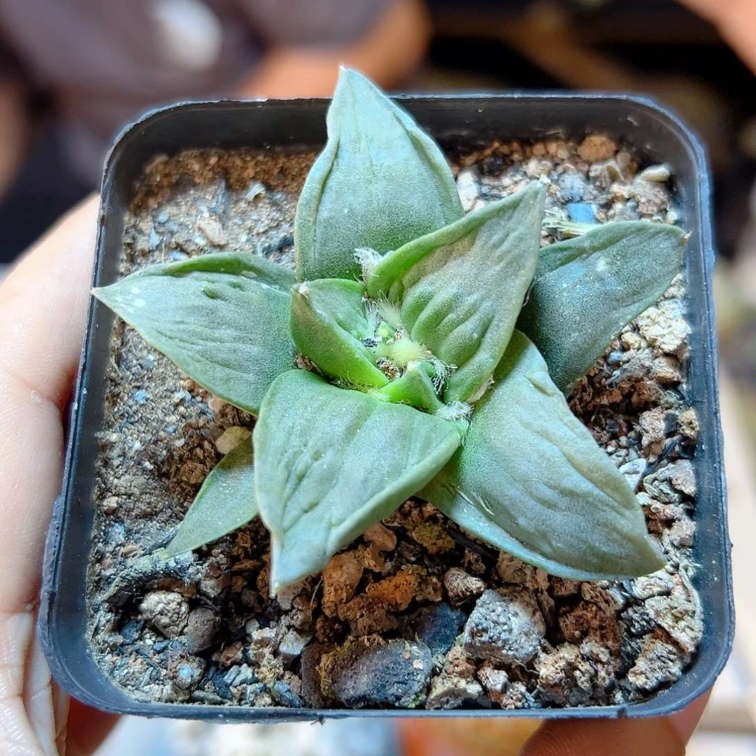 晚58号实生牛舌怒6.1公分