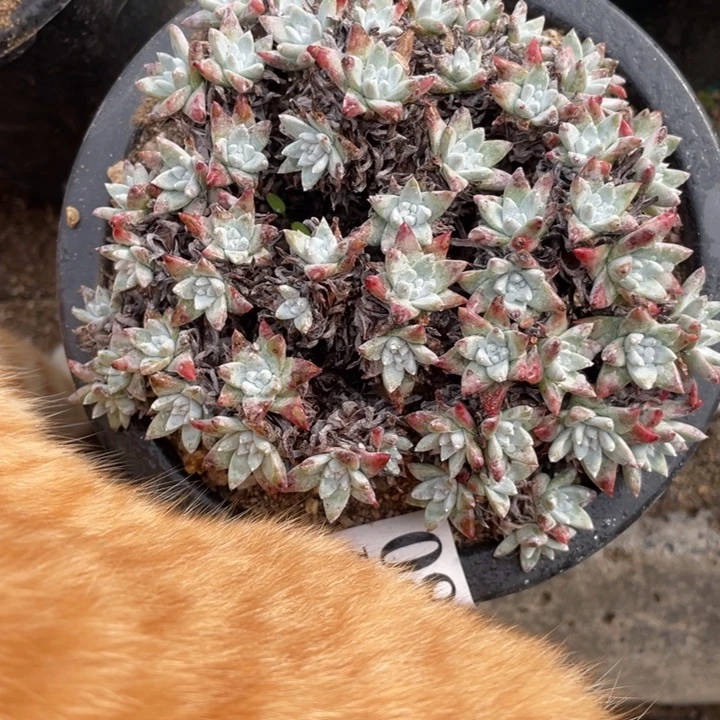 88号啊白菊多肉植物老庄