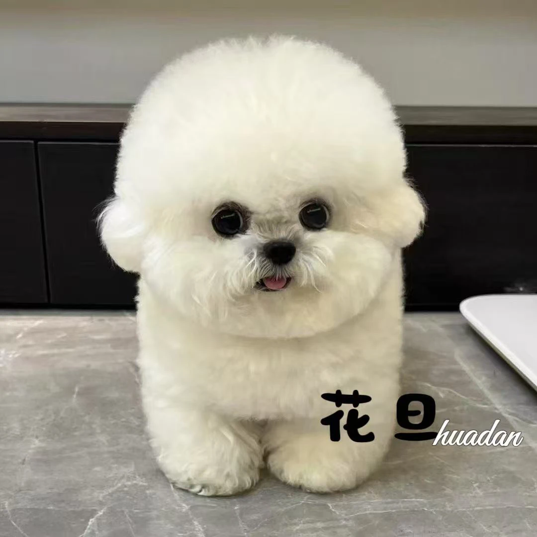 丁小姐家比熊狗狗活体宠物宝贝专拍