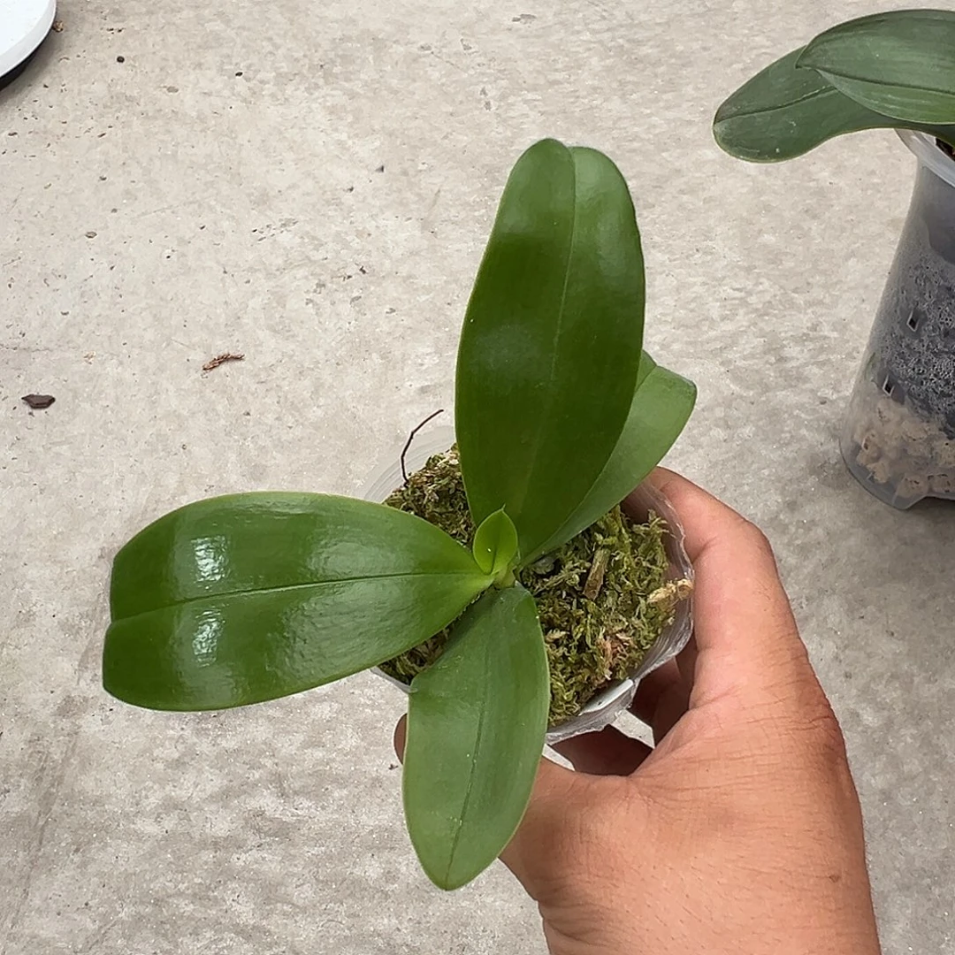 a***l当前无花栽培后可以开花