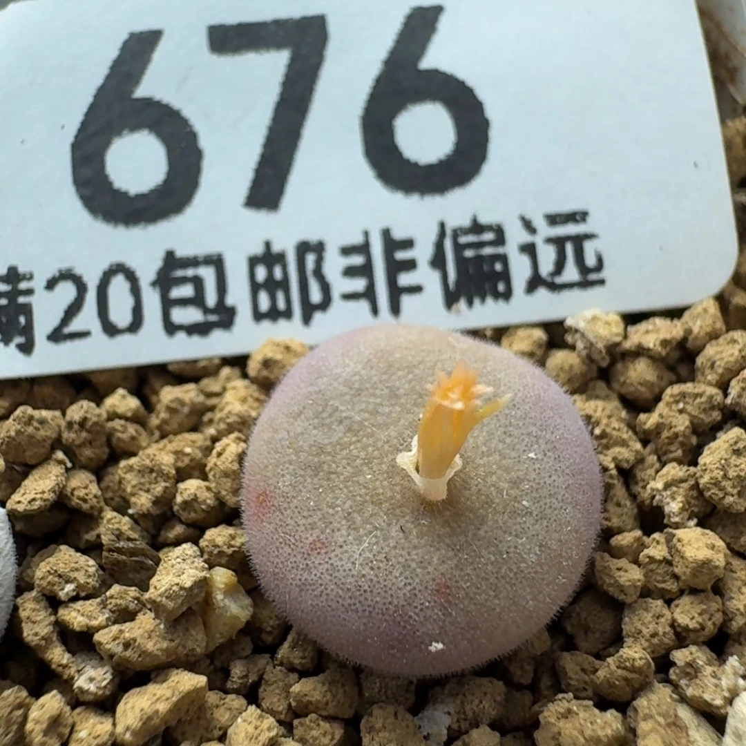 D毛球脱土。