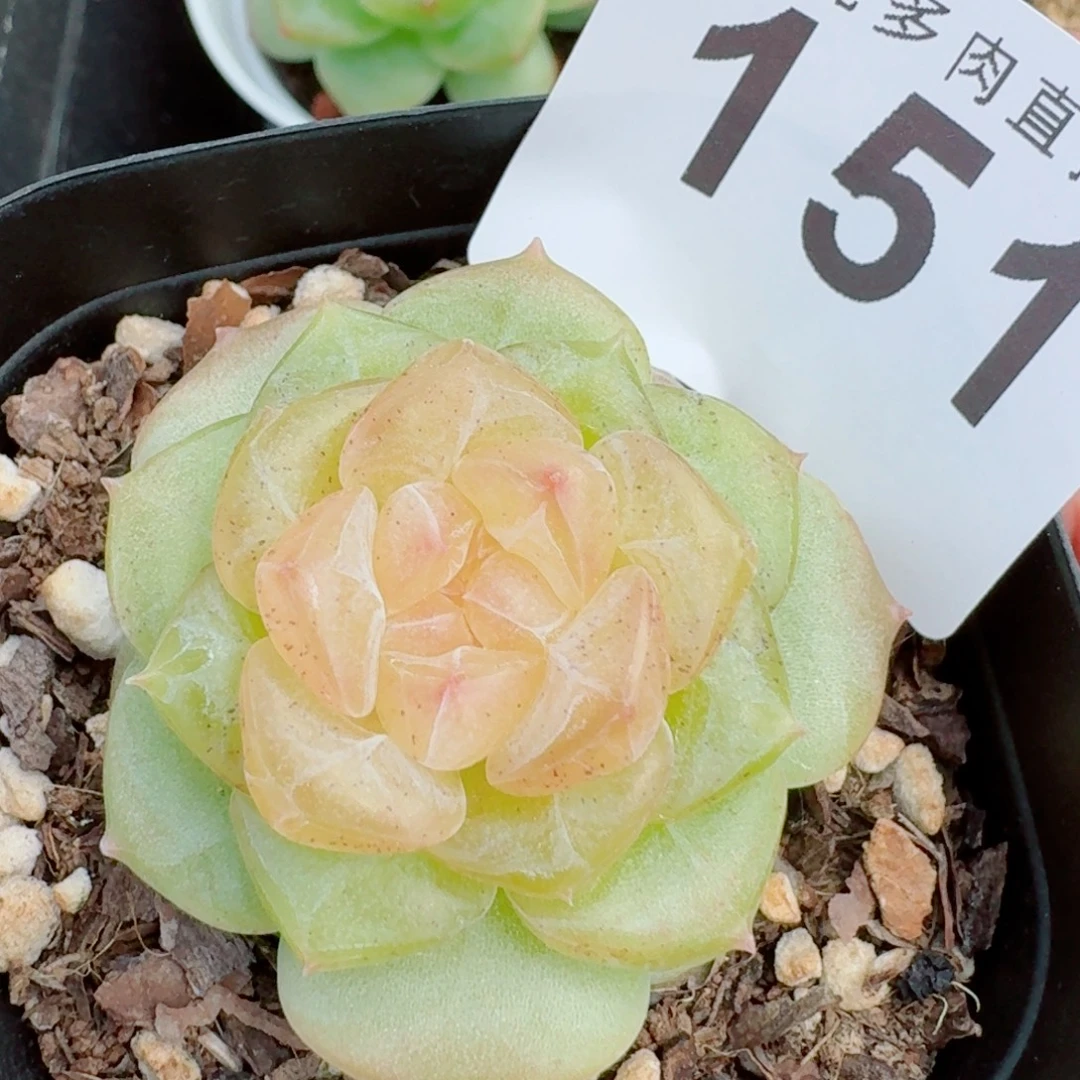 黄遥珍妮            精美多肉植物