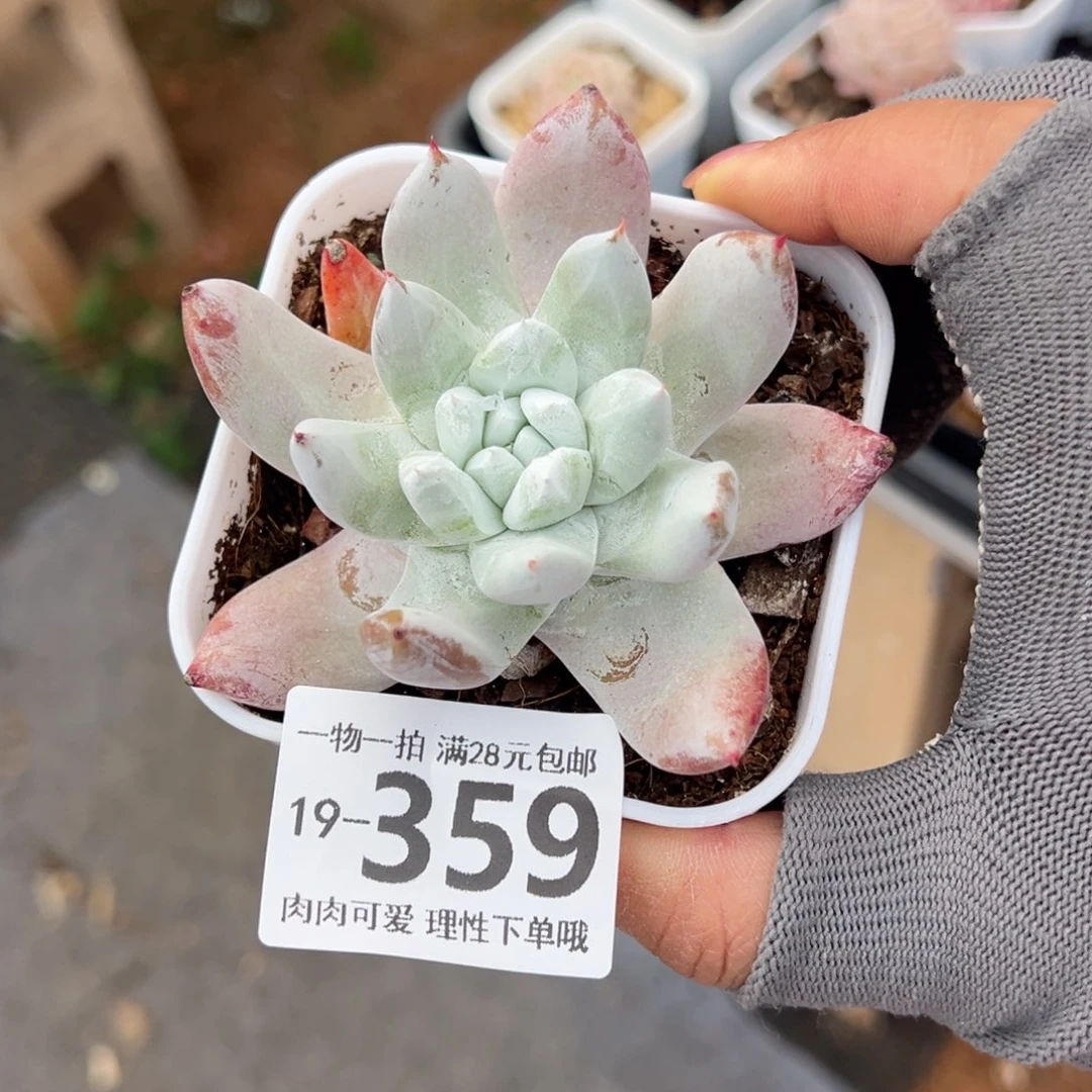 奴婢吉娜多肉多肉多肉多肉