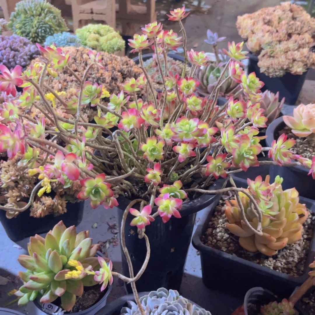 薄化妆04197多肉植物