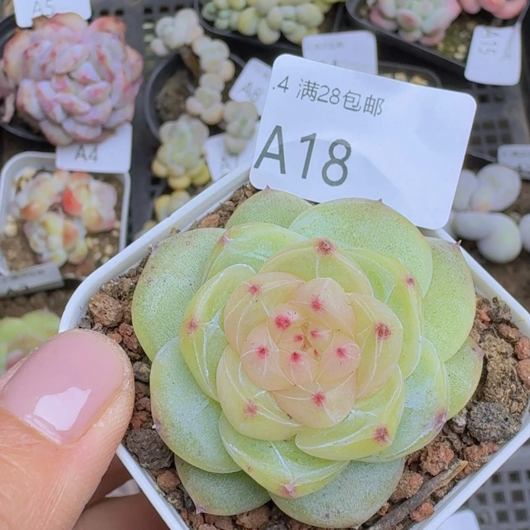 冰透体珍妮一颗单头