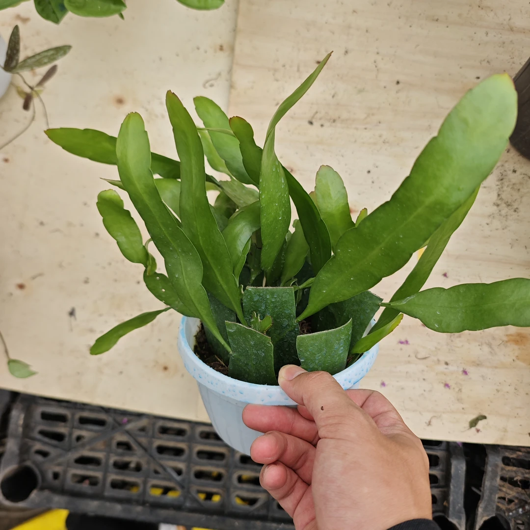 【小叶昙花】带花盆发货包邮