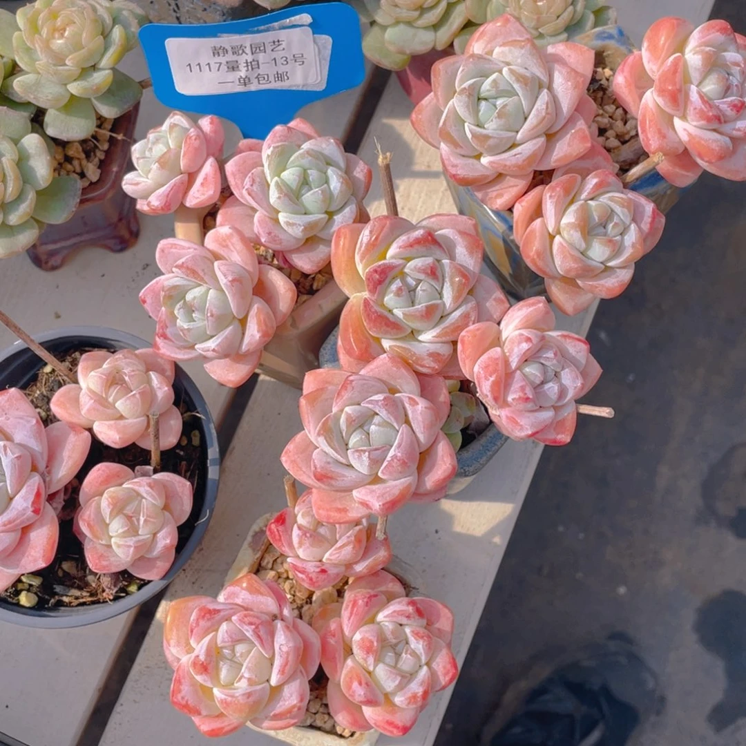 1117-13-樱花冰玉高桩群生一颗