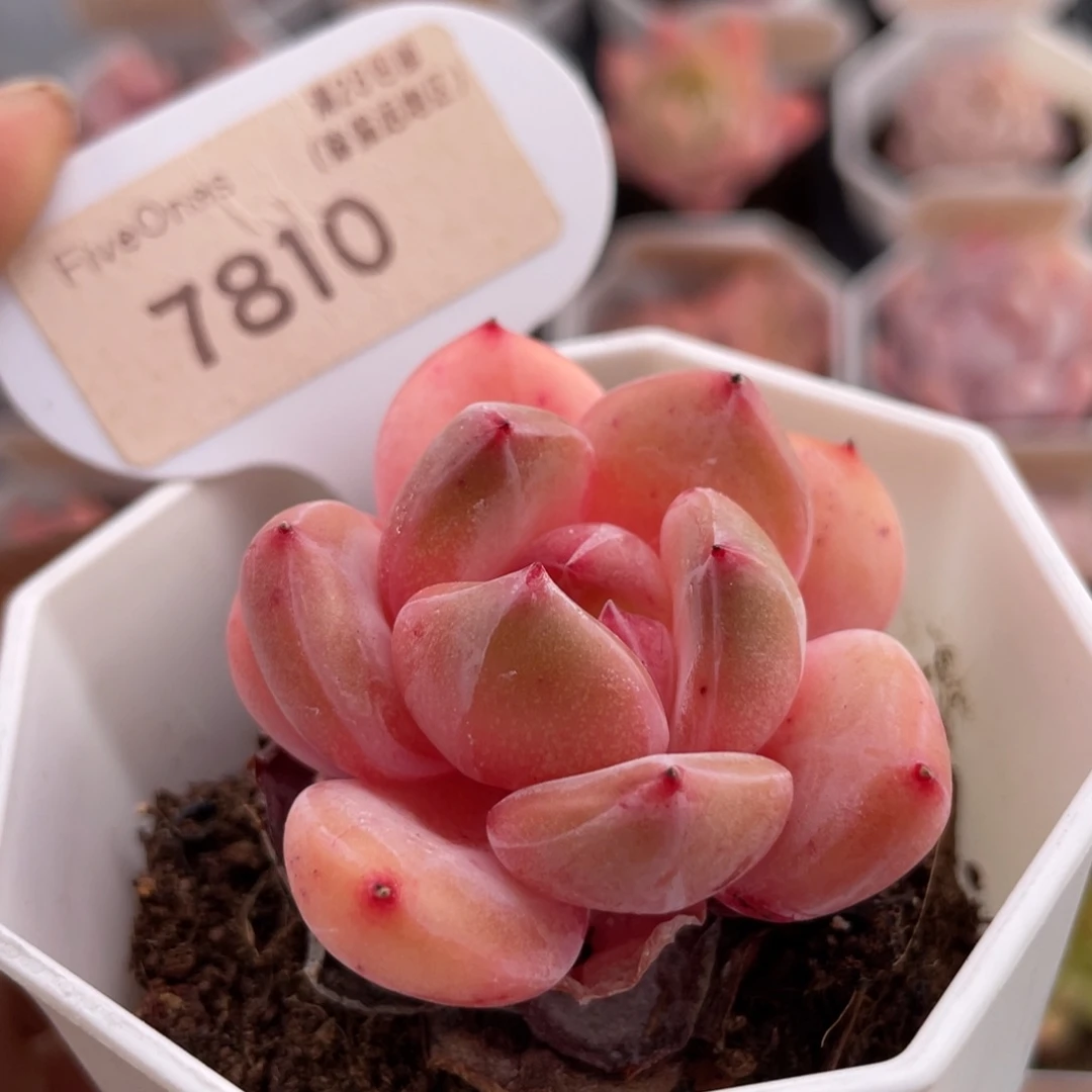 蜘蛛侠7810-4.0厘米