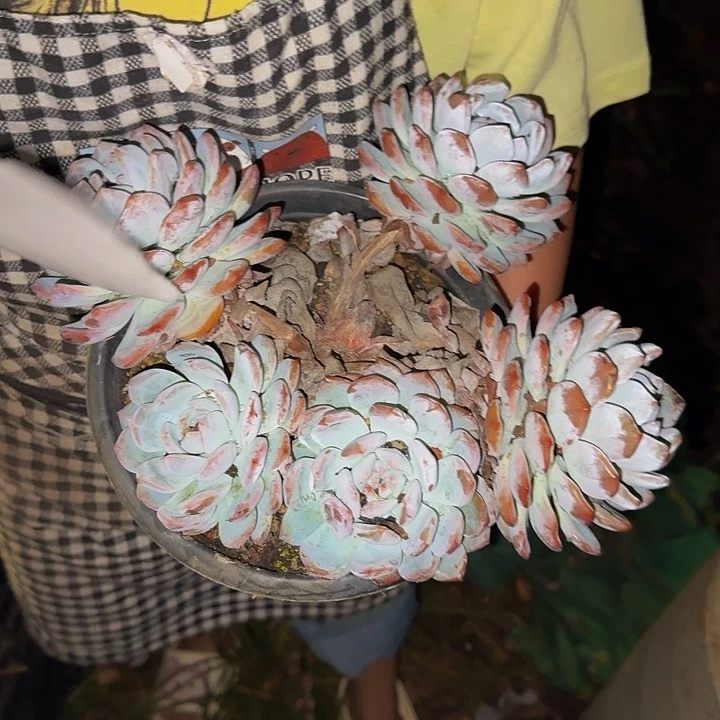 丽***6橙梦露 一颗 不包损 有坎94号