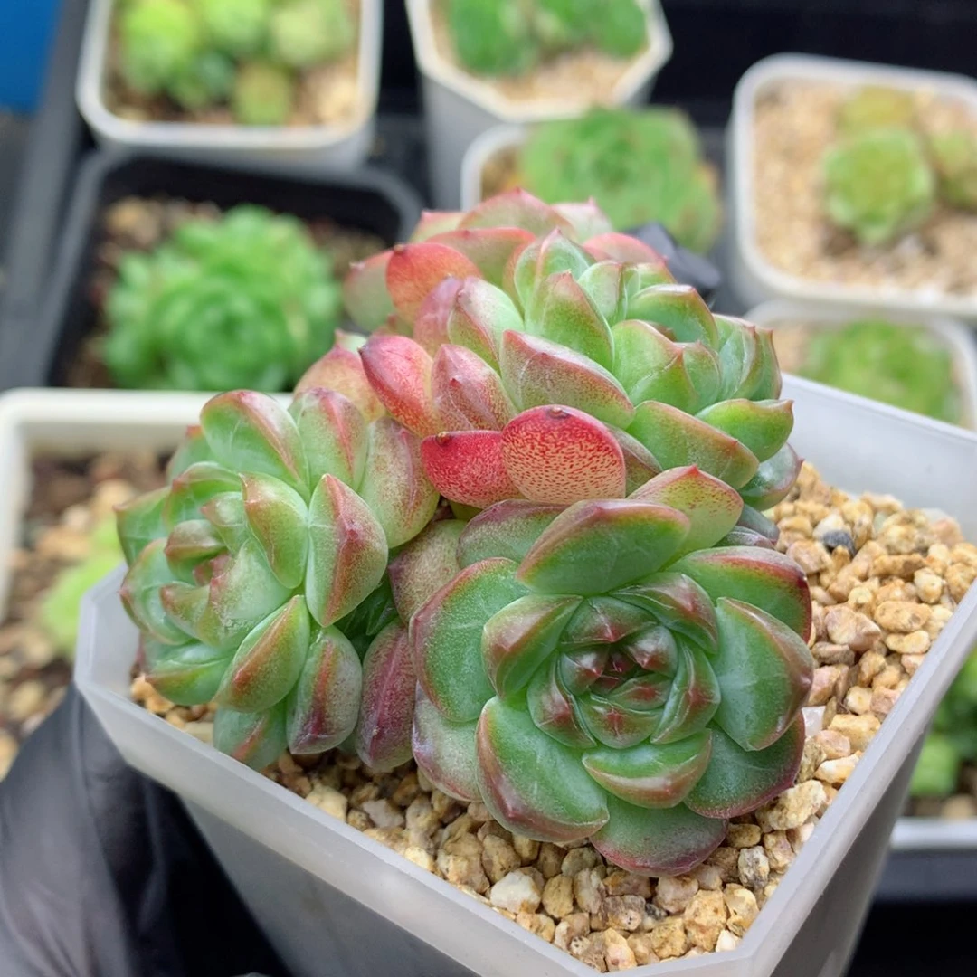 58包邮  群生不包整糖心群31