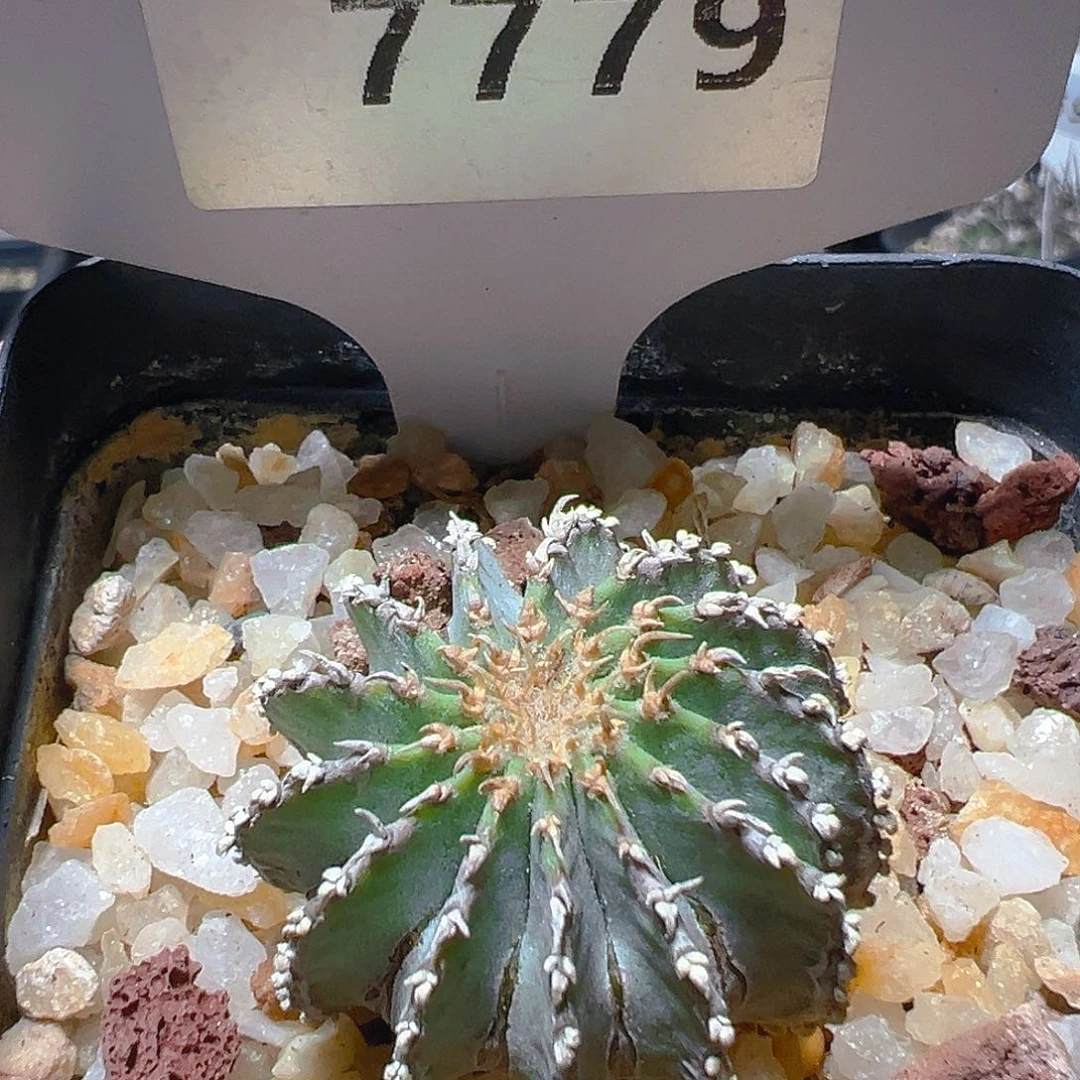 7779薄叶花笼实生裸根发