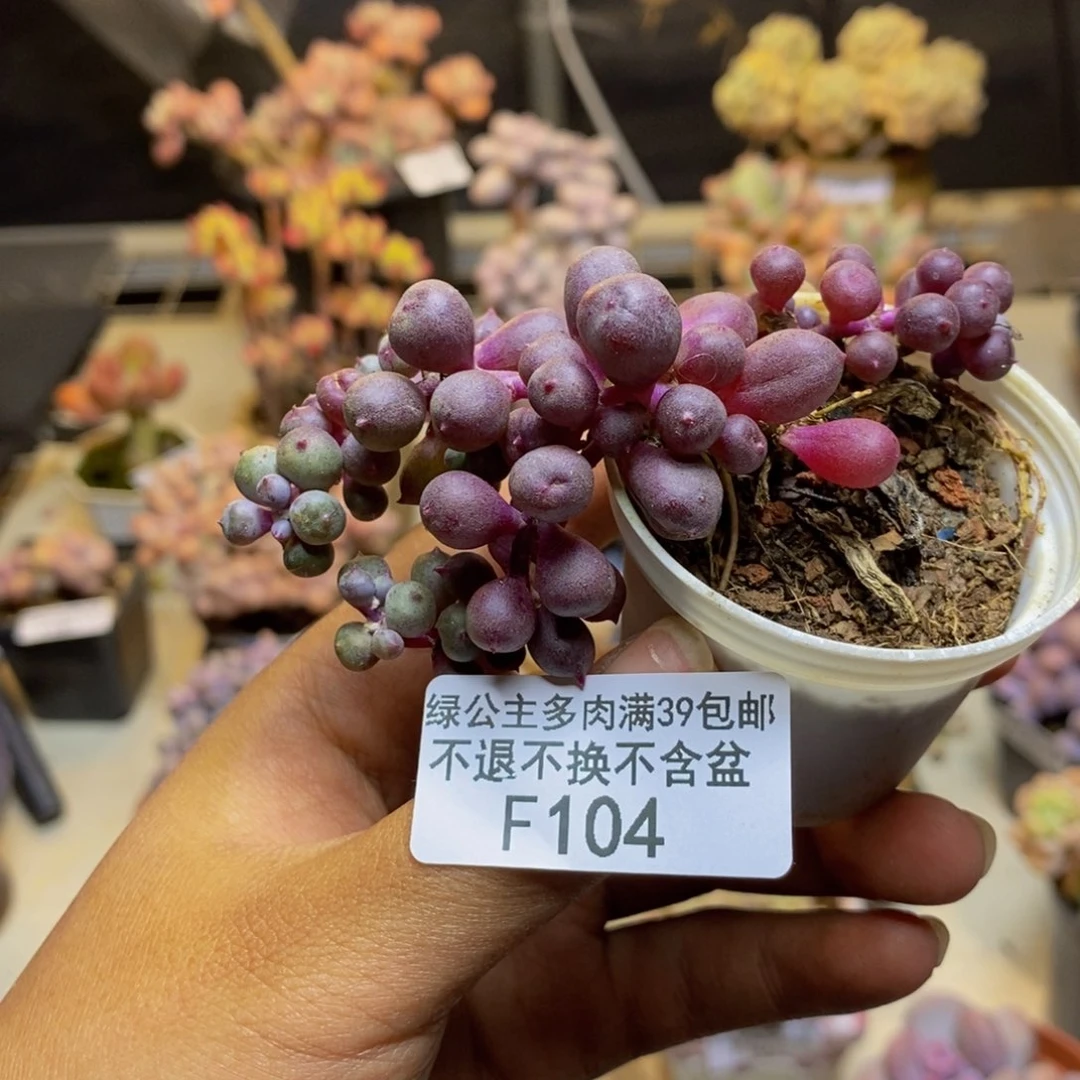 104紫泡泡多肉4cm