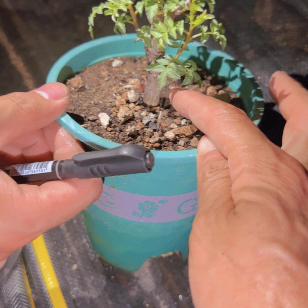 南***人块根植物块根植物