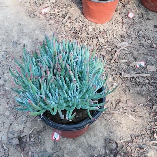 仙女杯多肉植物多肉