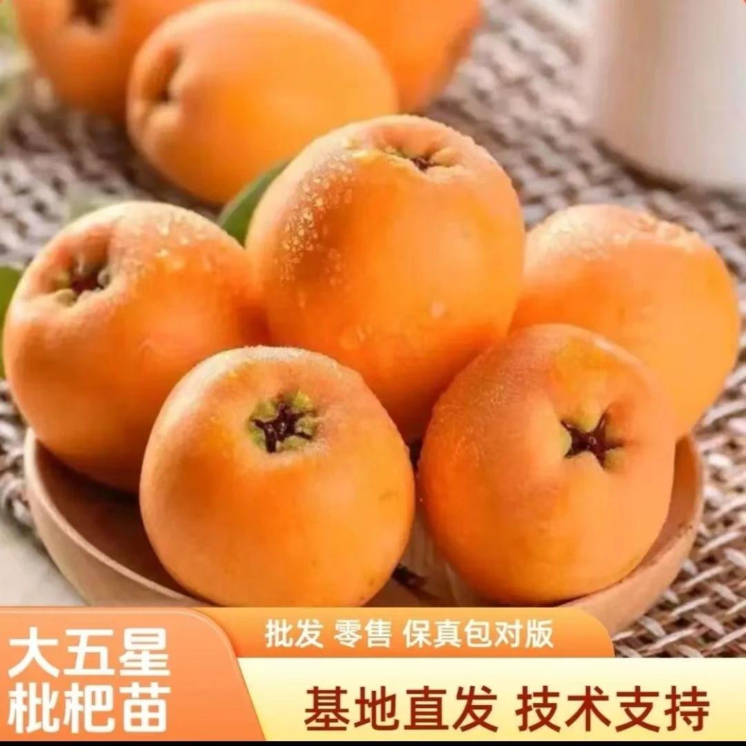 正宗嫁接大五星枇杷果树苗