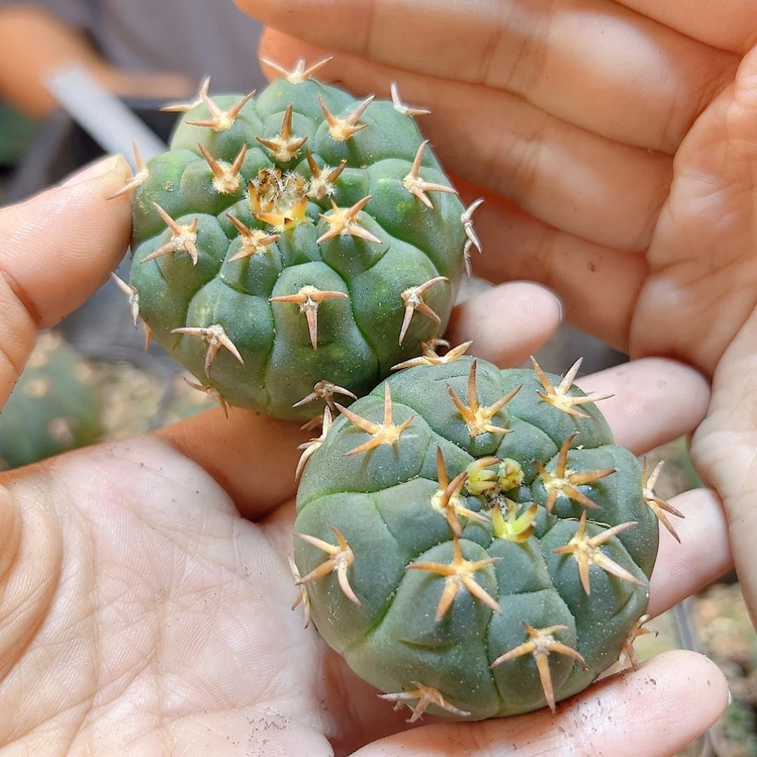 实生猫爪4.5公分1颗