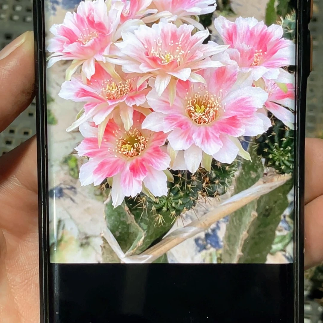 丽花 甜心侧芽 歪 满20包邮冠幅4公分以上
