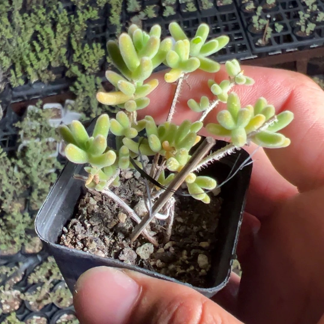 钻石黄化锦55杯老桩福利