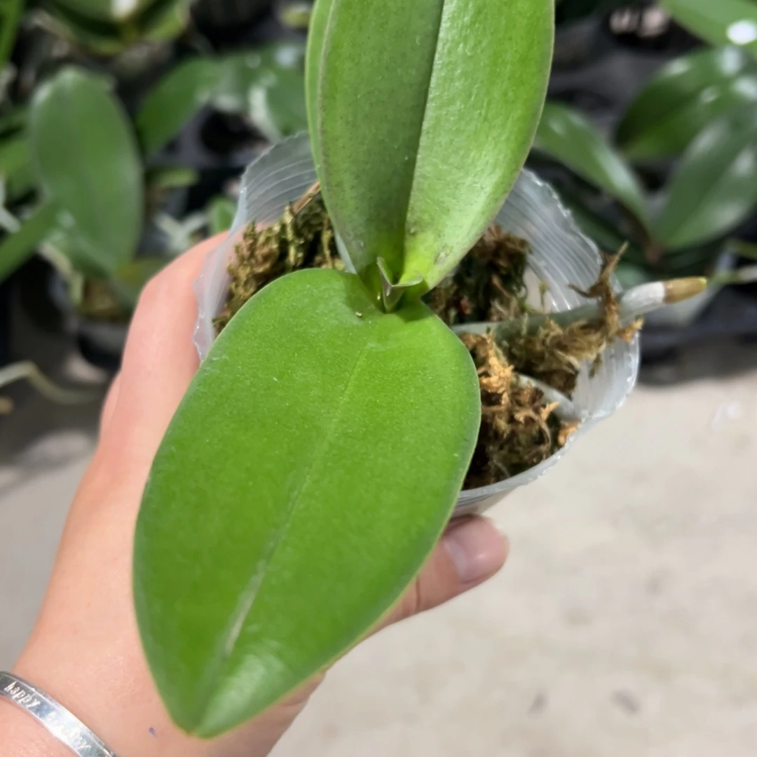 当前无花栽培后可以开花刘氏樱花3.0
