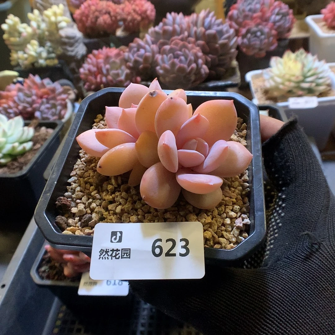 623奶茶多肉植物6666