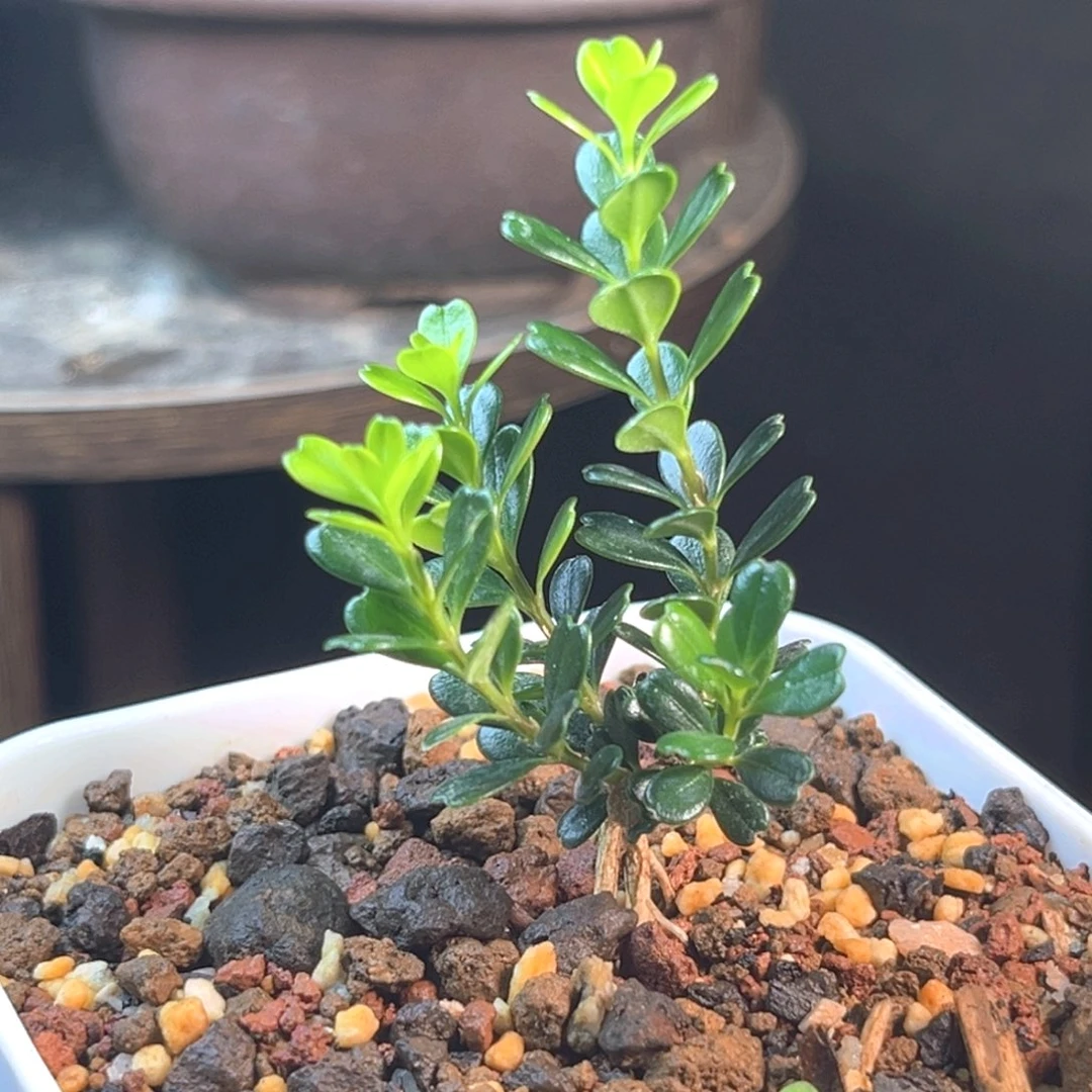 无花朵凤米黄杨一物一拍