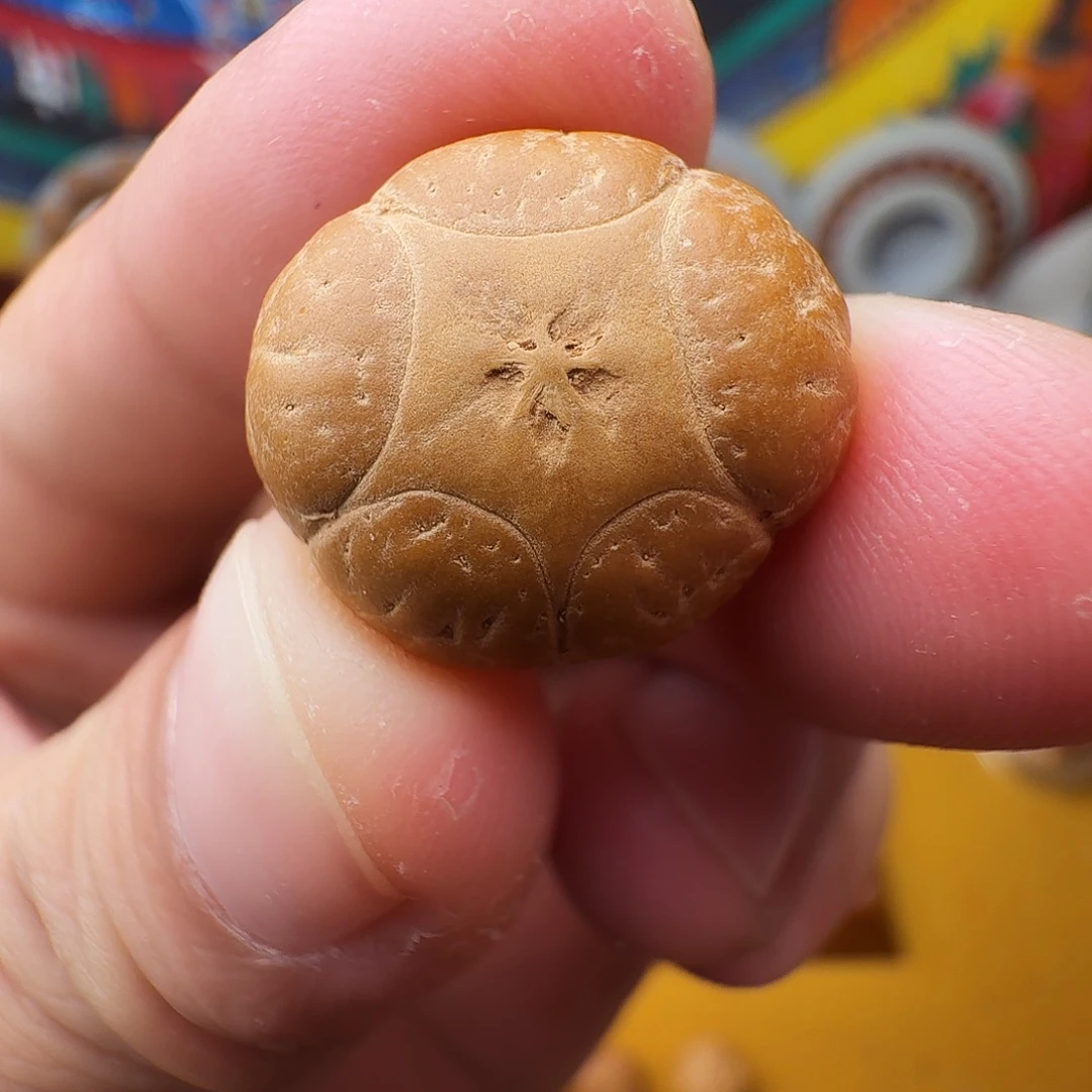 19+五星单籽，一物一图