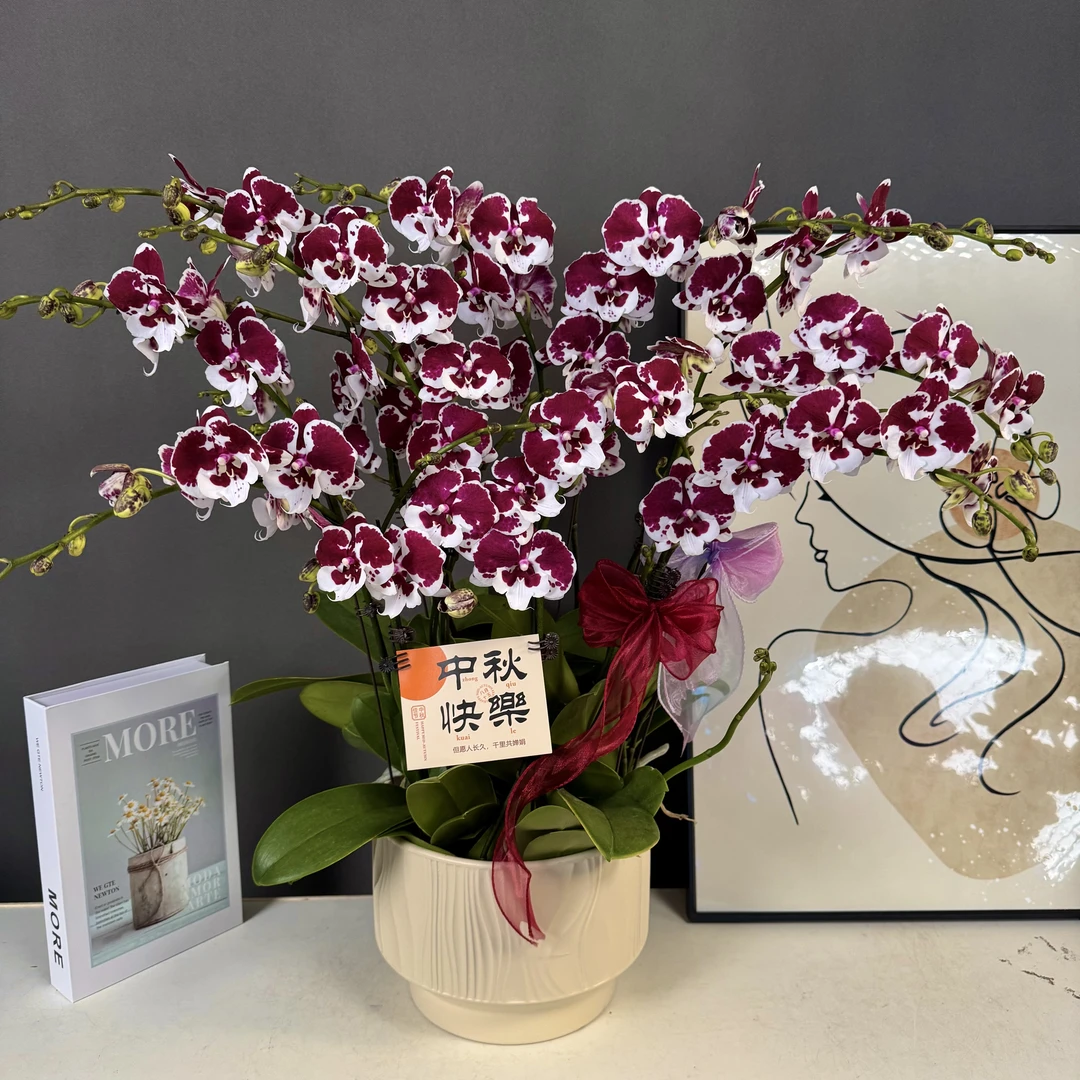 【一千零一夜】欧品 黑紫色稀缺花花 带花苞 蝴蝶兰高端室内花卉