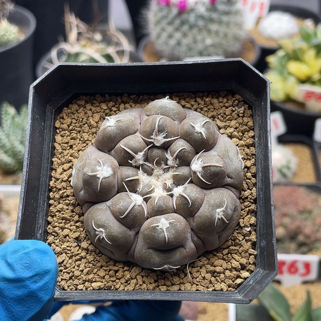 实生龟甲铅皮仙人球多肉