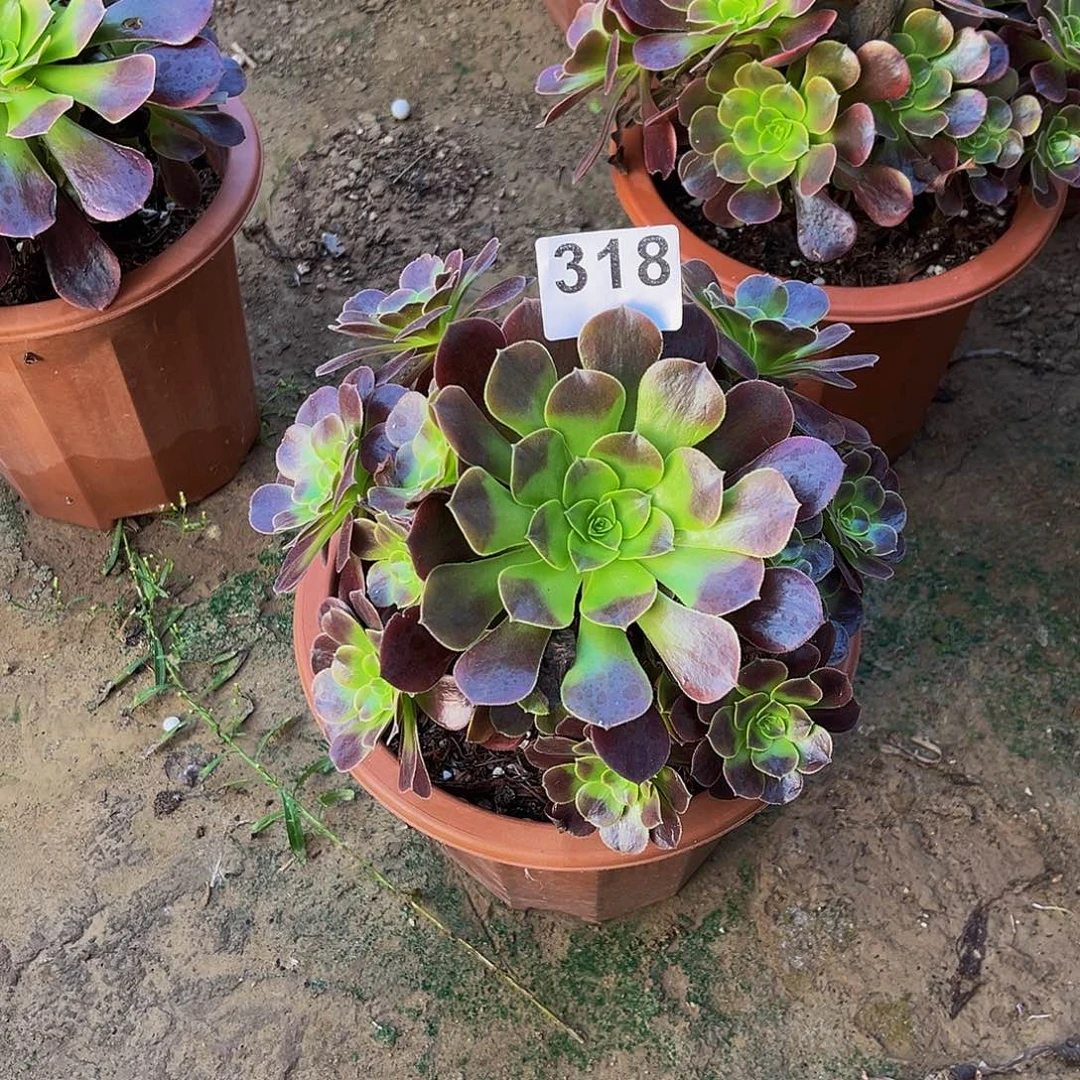 R*N欧加丽一物一拍318
