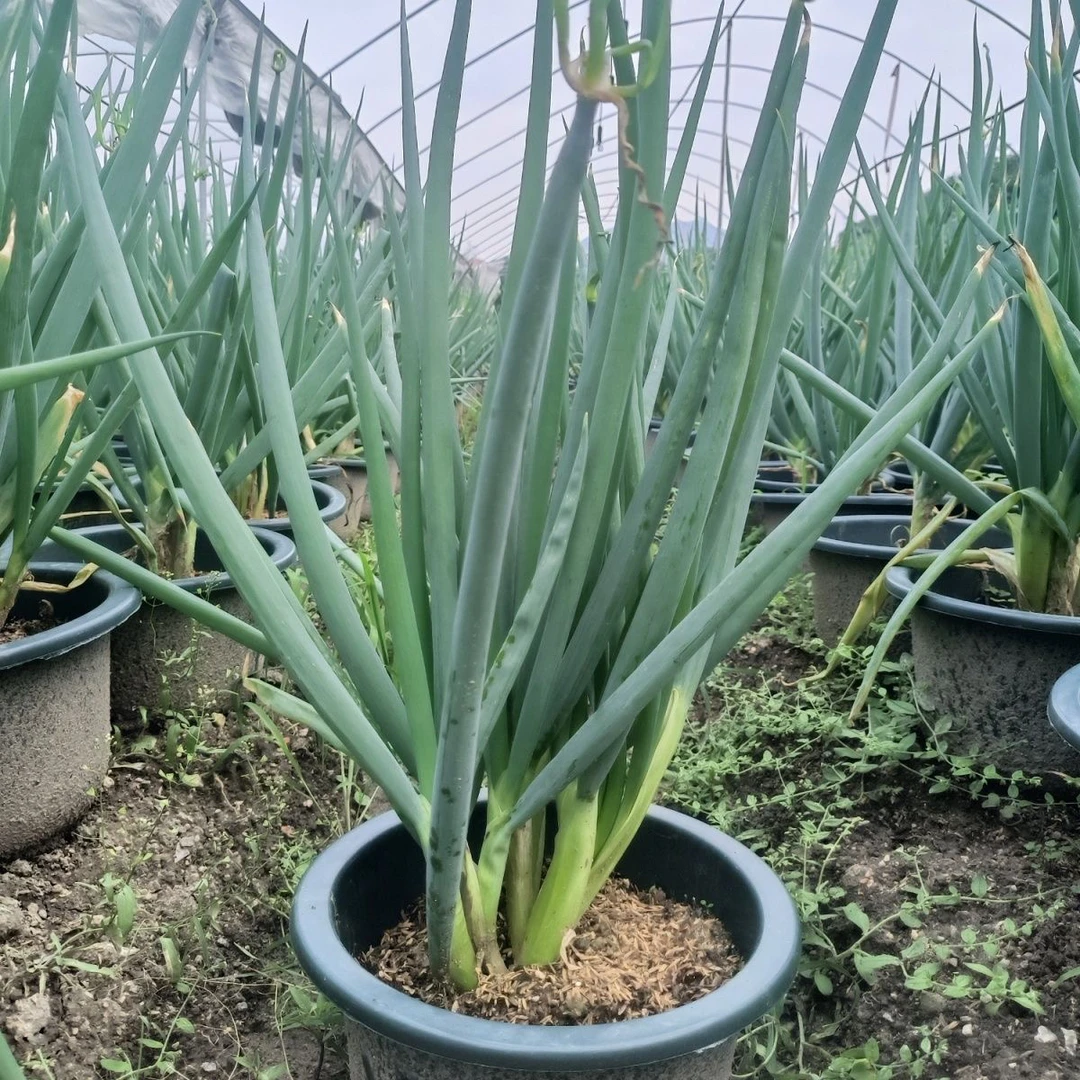 可食用闽南风葱盆栽咳嗽葱绿植炖肉化痰止咳漳州风葱厦门风葱天葱