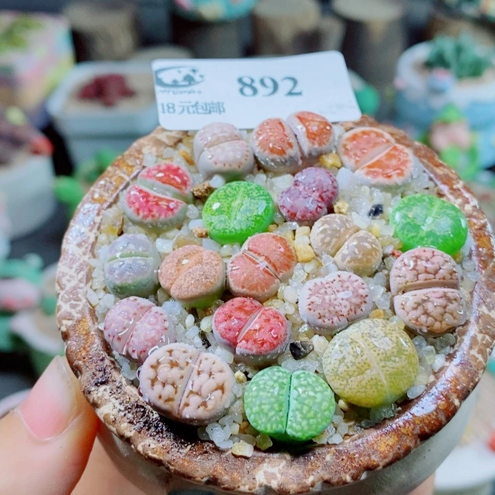 生石花花花花花花花花892