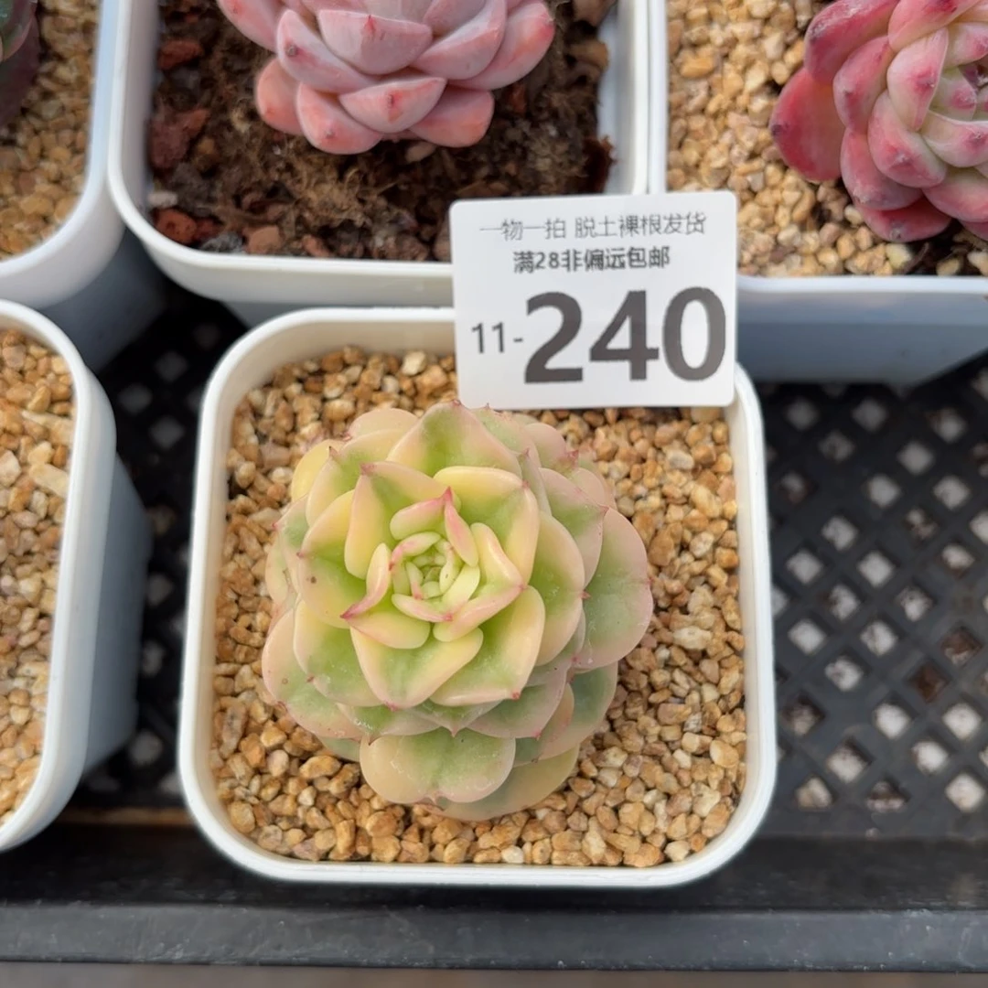 腊牡丹锦多肉多肉多肉