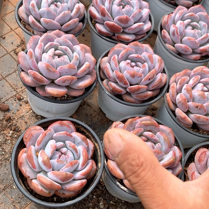 带盆土雪天使两颗多肉植物