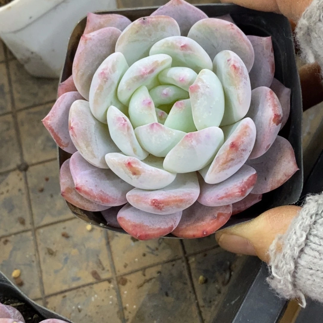 精品多肉一物一拍不包整246