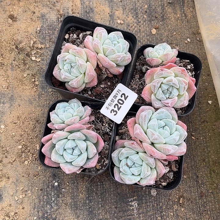 阿雅园艺。         3202