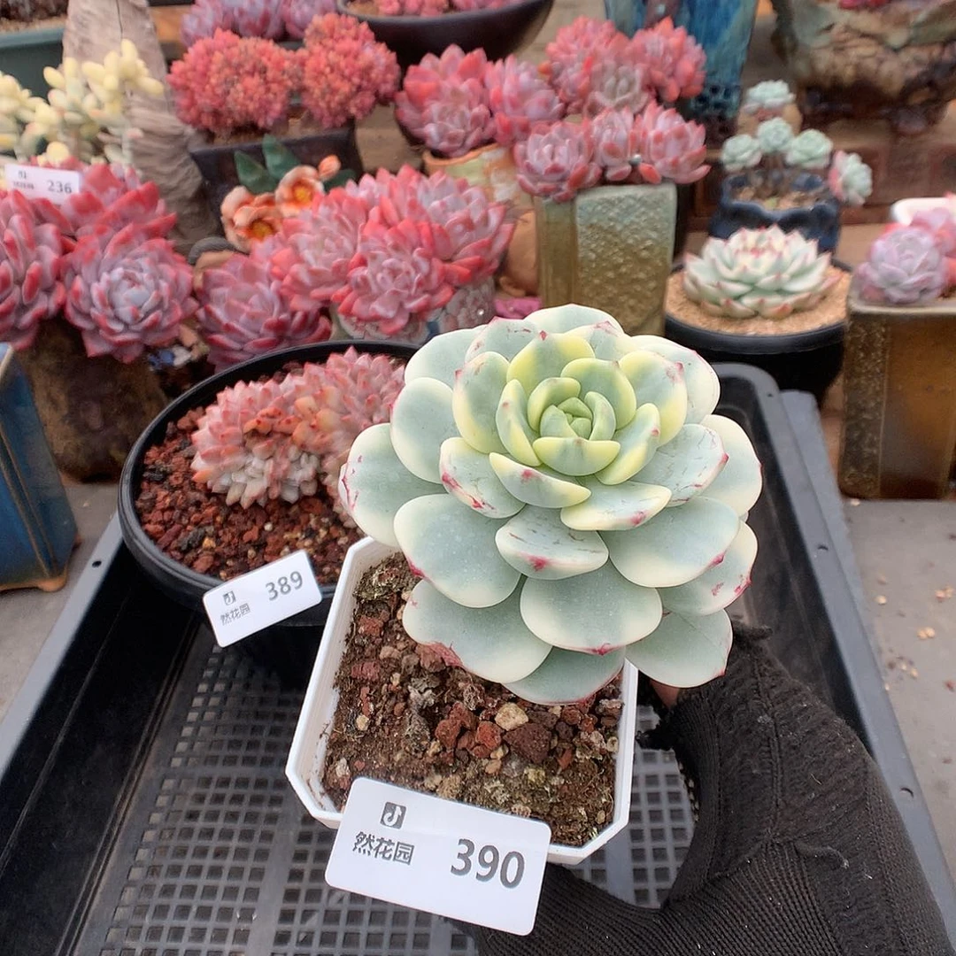 390香草锦多肉植物6666