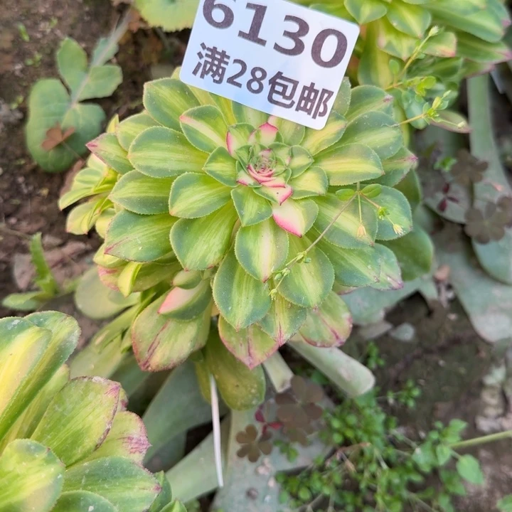 单**爸6130嫁接知否三号棚N