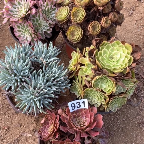 931五颗法师多肉植物