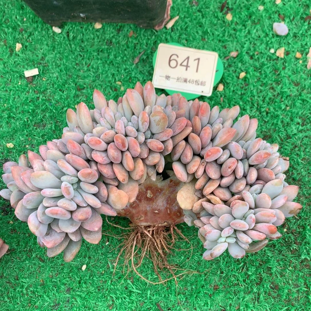 粉兔树缀一物一拍641