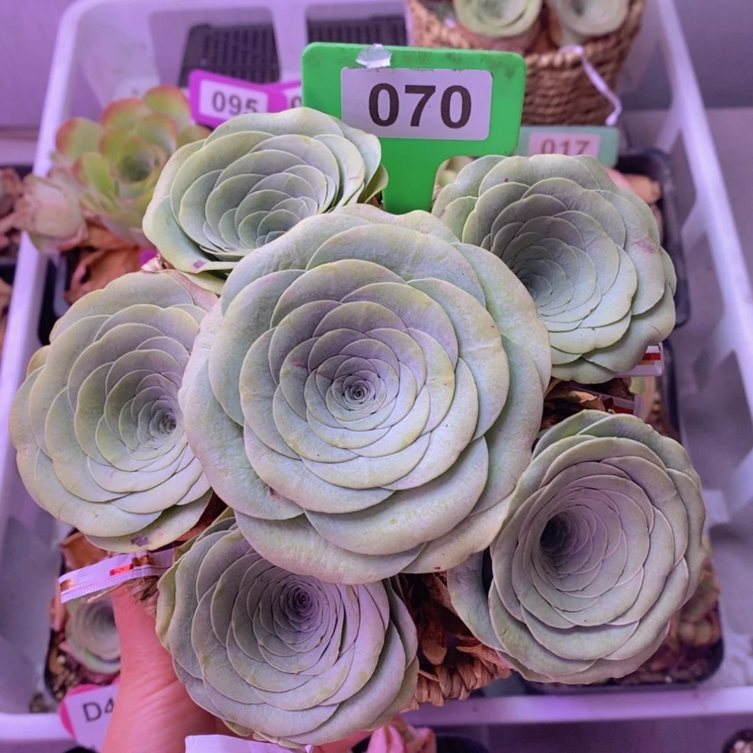 花朵脸玫瑰花篮070 6颗5～6公分 裸根发