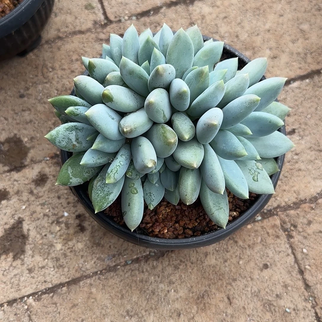 周***装多肉植物哥特萝莉