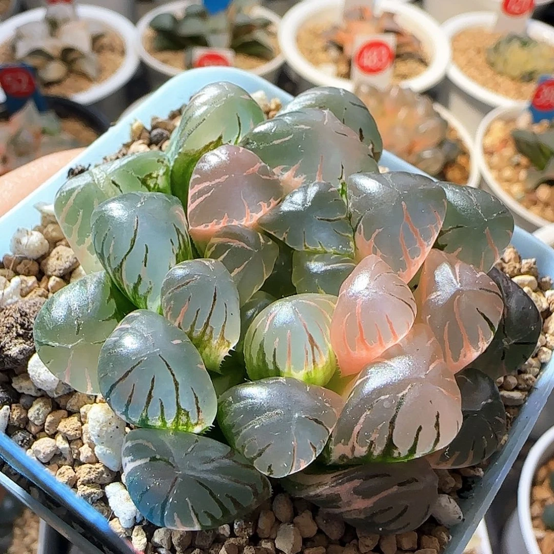 465号大窗冰灯玉露锦一物一拍带盆土