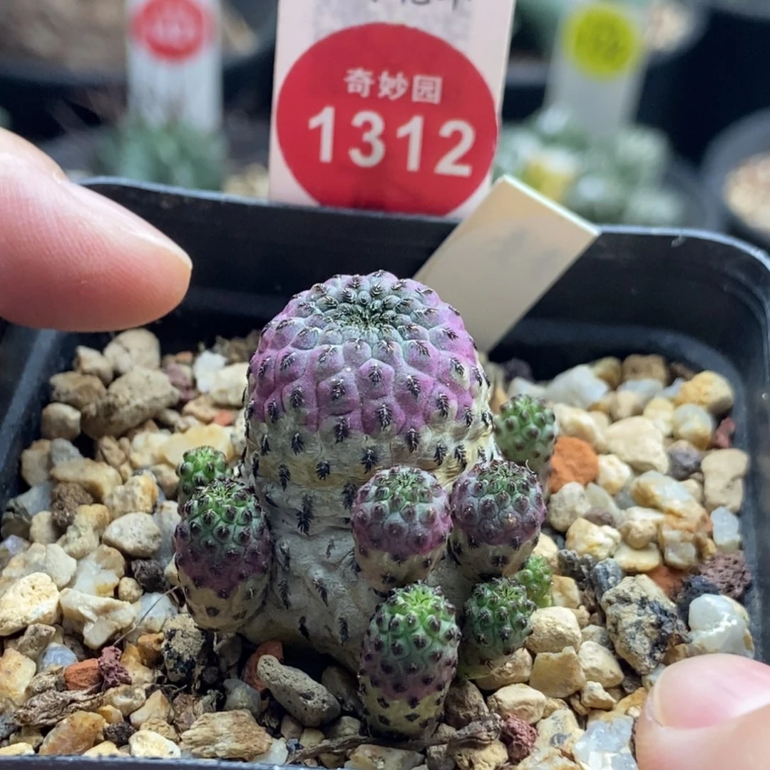 紫丽丸群群一颗仙人球
